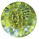 Japanese sophora 5
