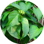 Gymnema 1