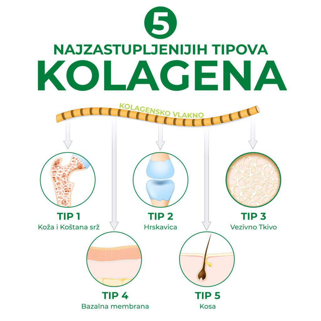 NAJBOLJI KOLAGEN NA TRŽIŠTU? 2 kolagen 5 tipova 1024x1024 1