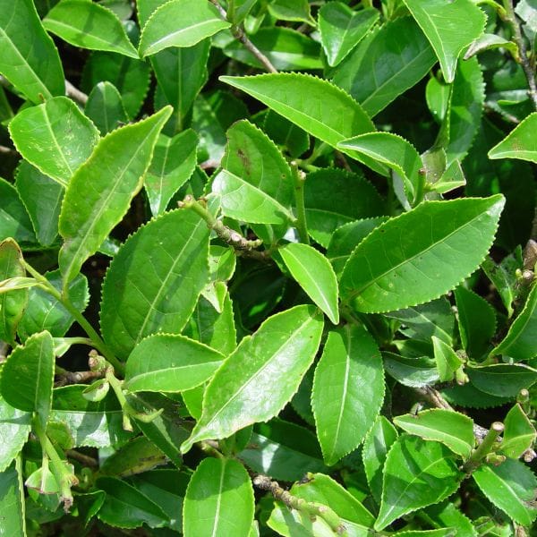 Detox Tea, 30 filter vrečk